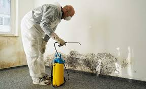 Best Emergency Mold Remediation  in Hutchinson, MN