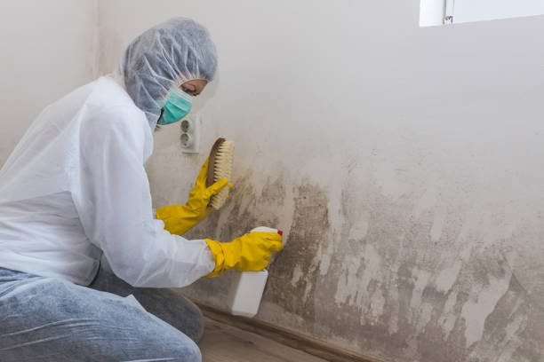 Mold Removal & Remediation