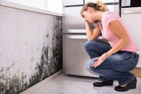 Best Environmental Consulting for Mold Prevention  in Hutchinson, MN